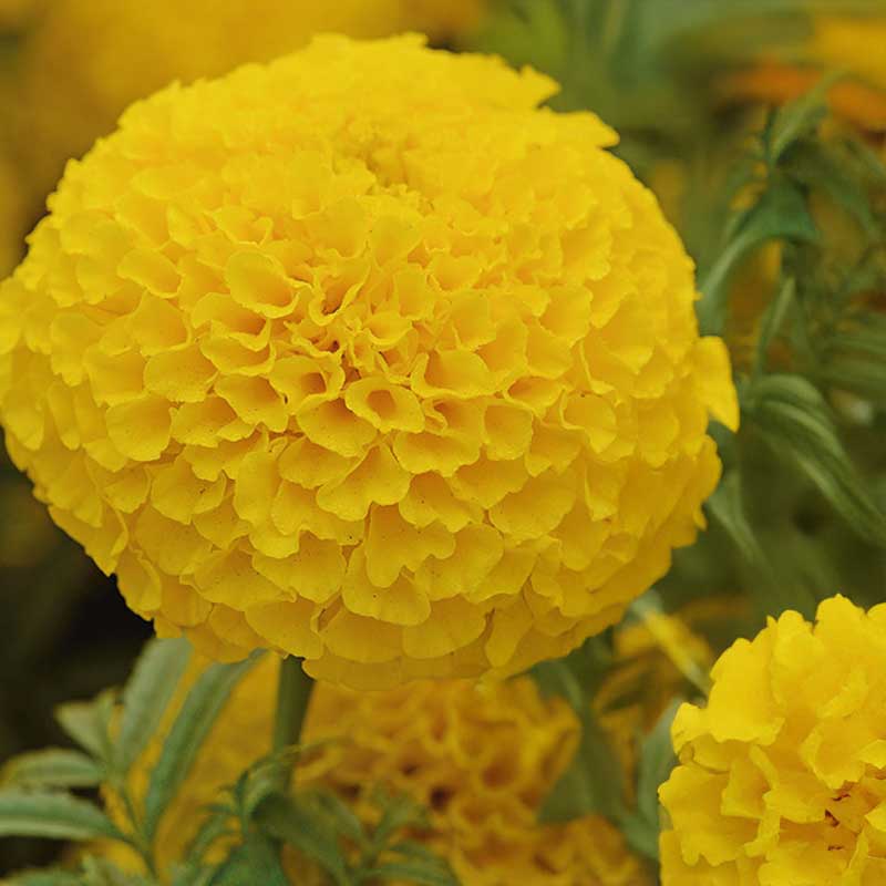 African Marigold 'Taishan® Gold'