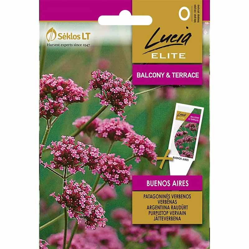 Giant Verbena 'Buenos aires'