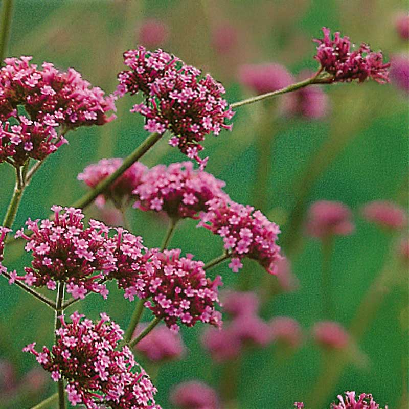 Giant Verbena 'Buenos aires'