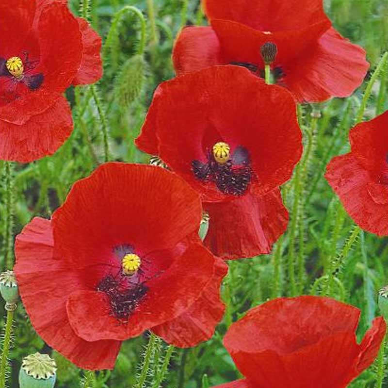 Red Poppy