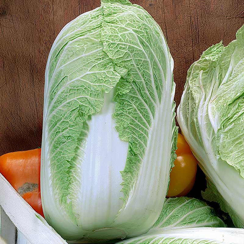 Chinese Cabbage 'Sprinkin' H