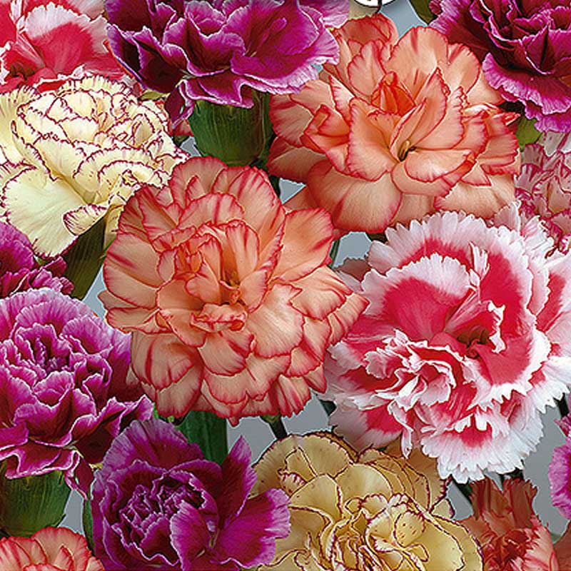 Garden Carnation 'Enfant de Nice'