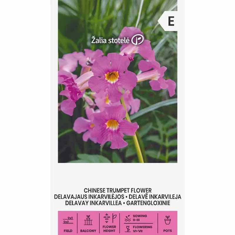 Chinese Trumpet Vine