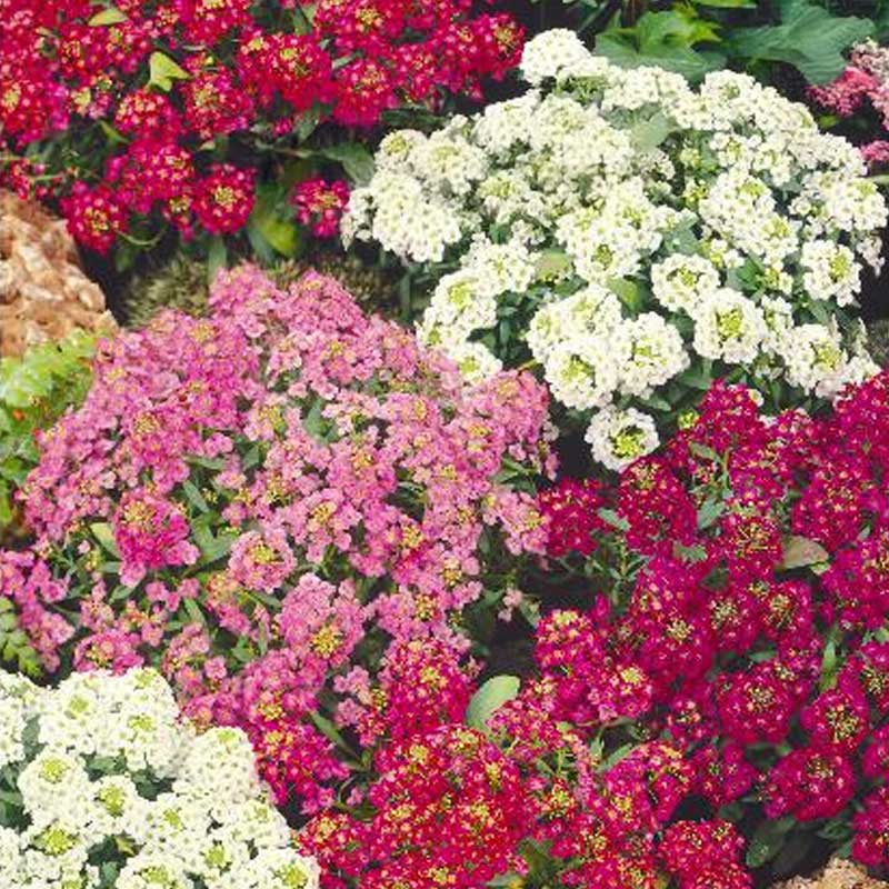 Sweet Alyssum 'Magic Circles'