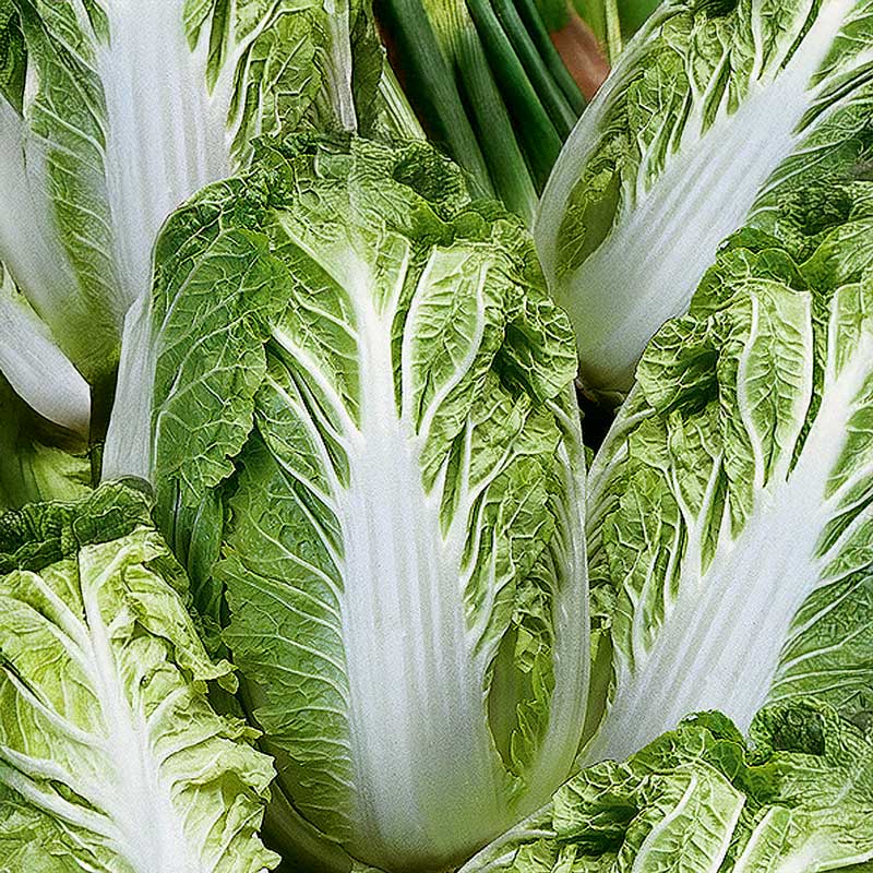Chinese Cabbage 'Emiko' H