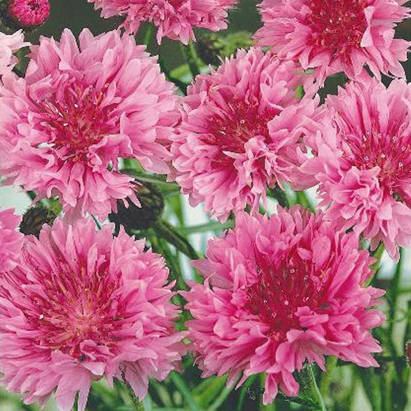 Cornflower 'Rose shade'