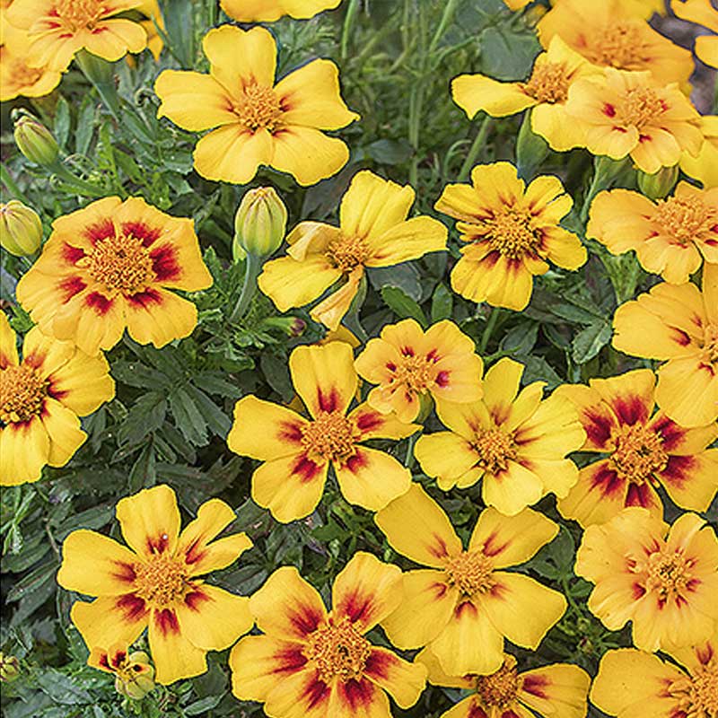French Marigold 'Naughty Marietta'