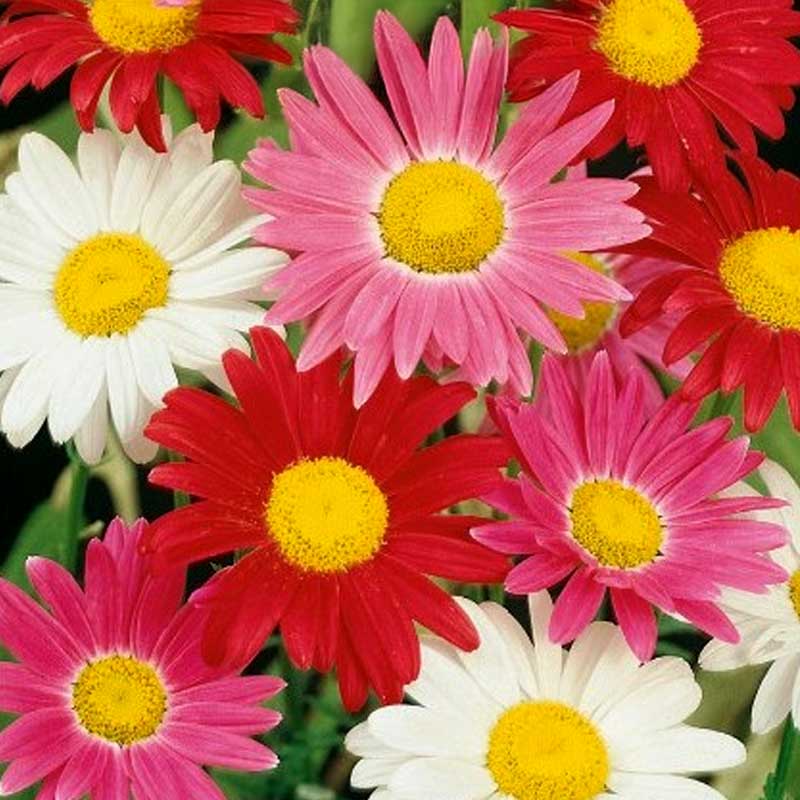 Painted Daisy 'Robinson's Giants'