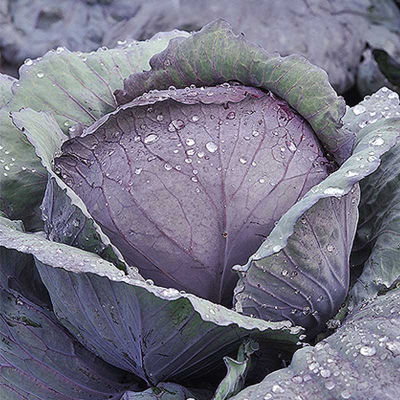 Red Cabbage 'Rexoma' H