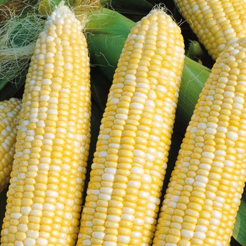 Sweet Corn 'Ramondia' H