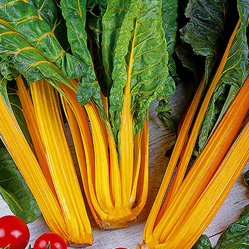 Swiss Chard 'Gele Sier'