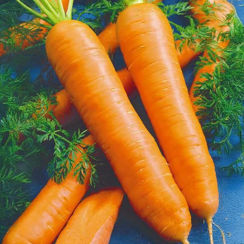 Carrot 'Bangor' H
