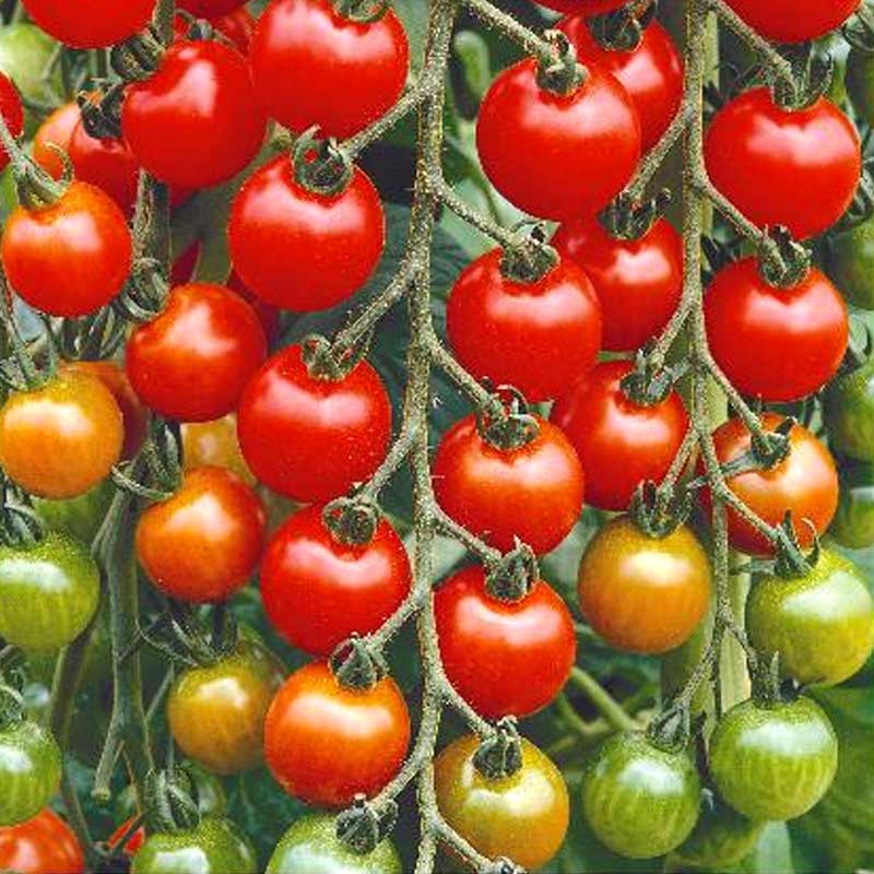 Tomato 'Gardeners Delight'