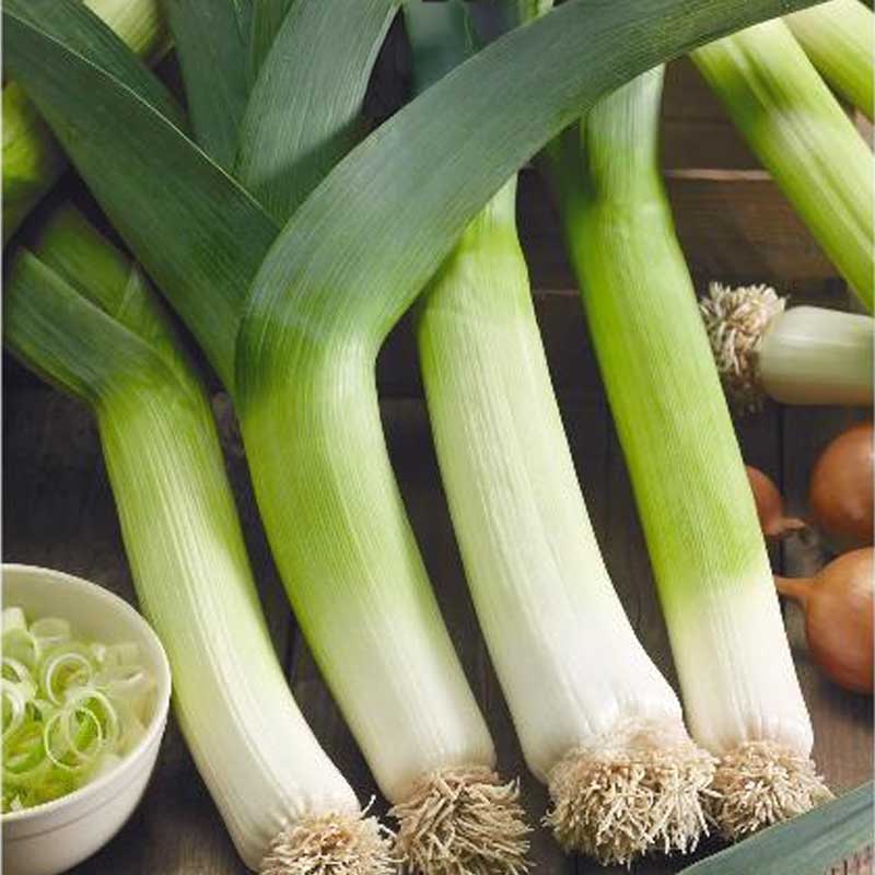 Leek 'Tango'
