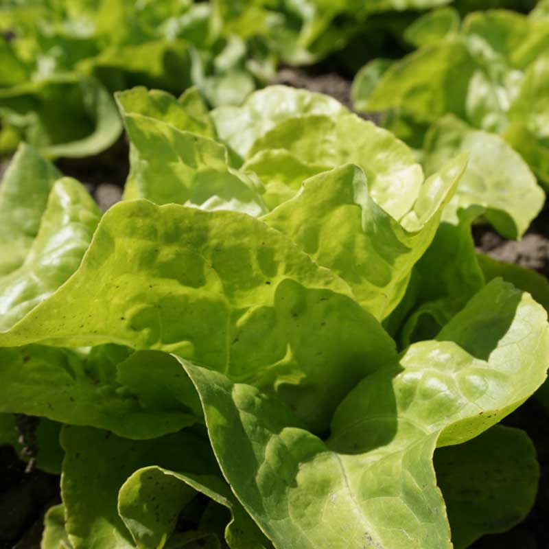 Batavia Lettuce 'Appia'
