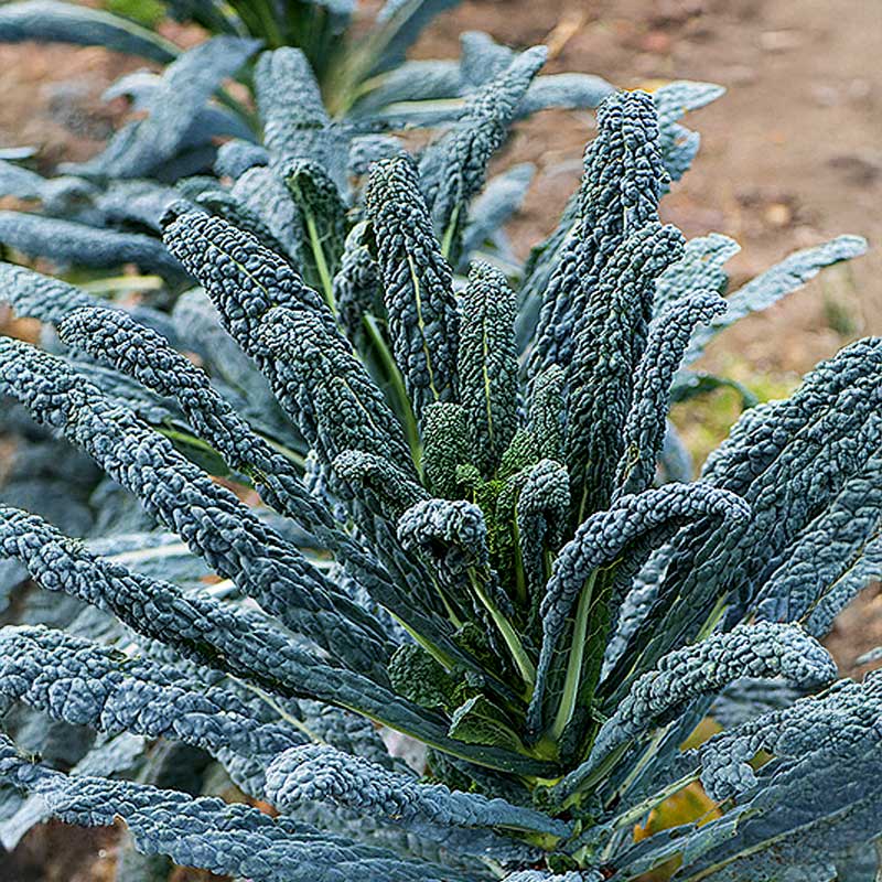 Kale 'Nero di Toscana'
