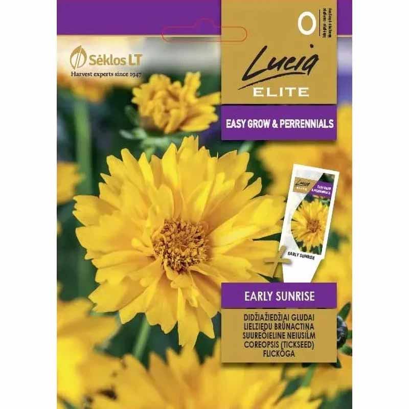 Coreopsis 'Early Sunrise'