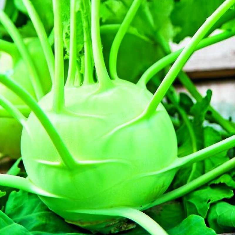 Kohlrabi 'Delikatess Witte'
