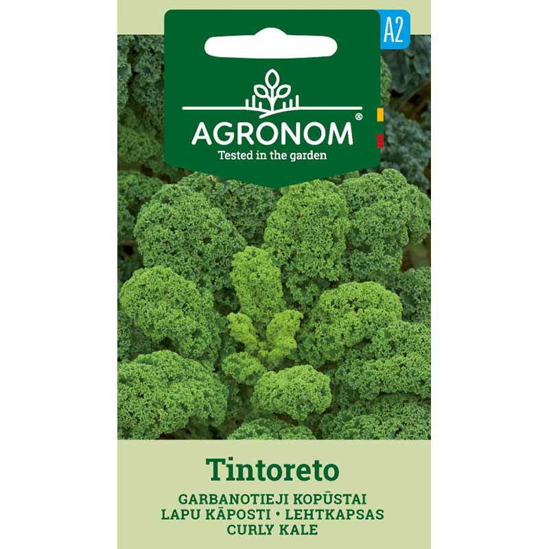 Kale 'Tintoreto'