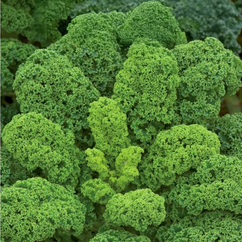 Kale 'Tintoreto'