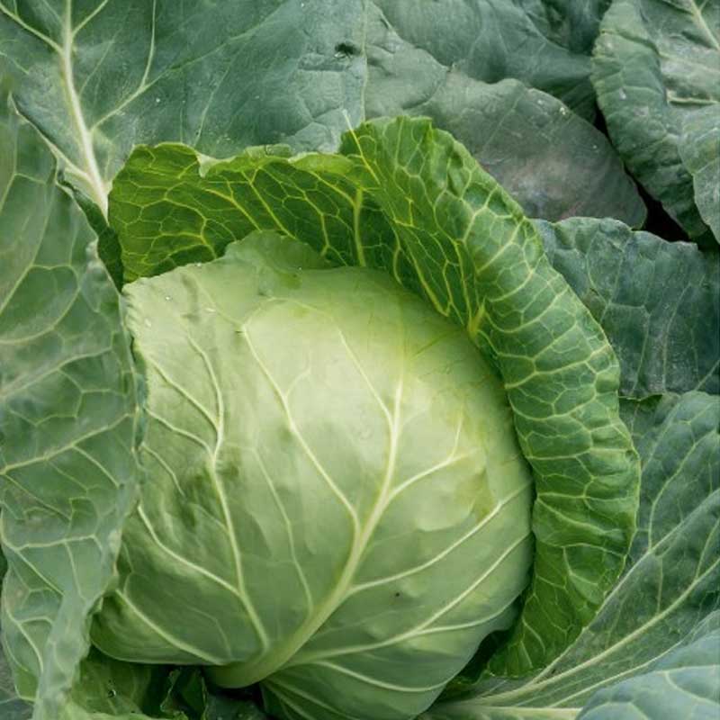 White Cabbage 'Dita'