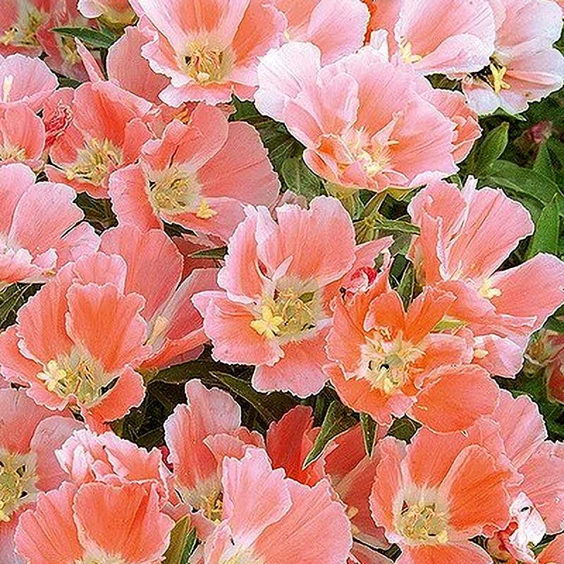 Godetia 'Salmon Princess'