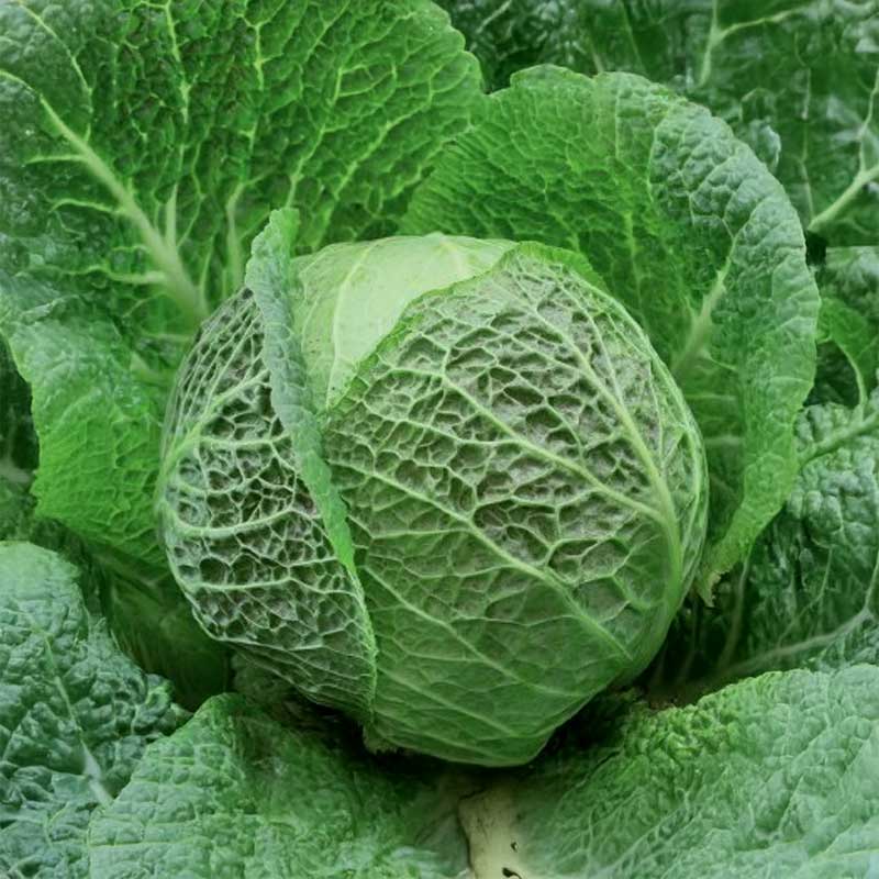 Savoy Cabbage 'Cappriccio' H