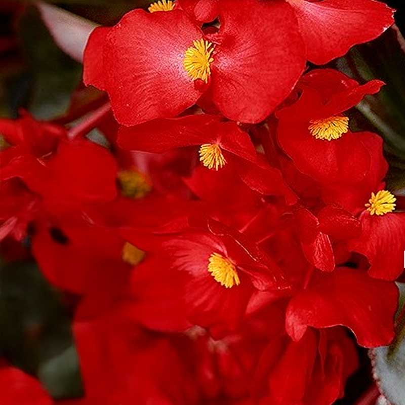 Begonia 'Hula™ Red'