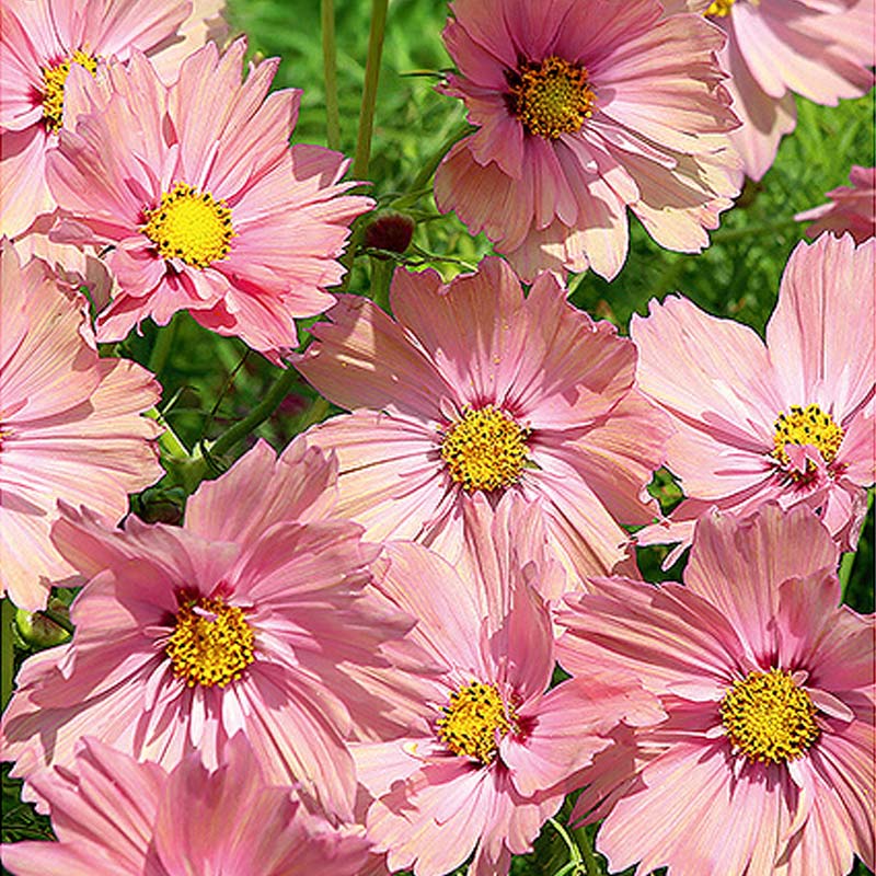 Cosmos 'Apricotta'