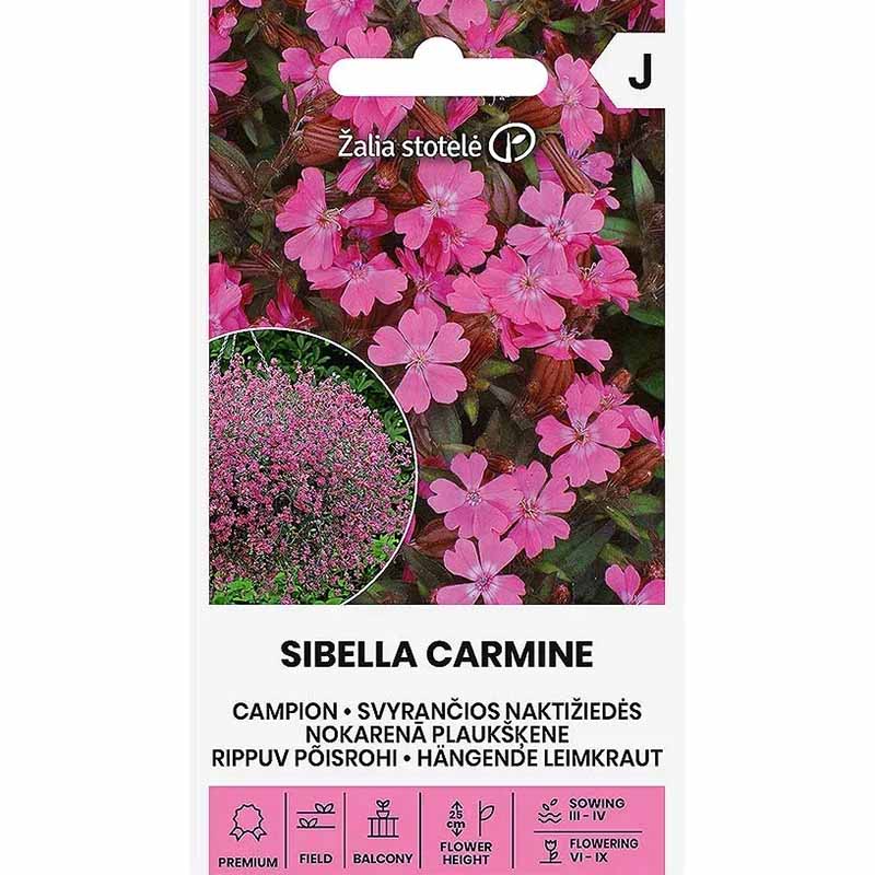 Summer Catchfly 'Sibella Carmine'