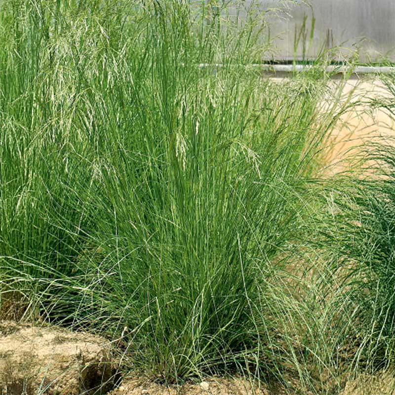 Red Fescue