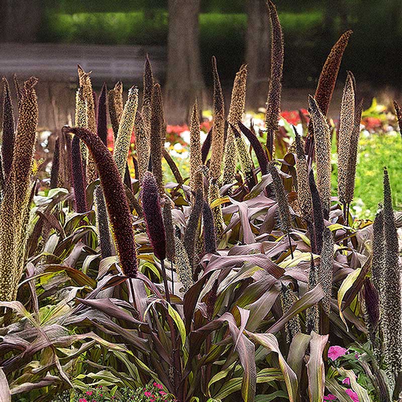 Pearl Millet 'Copper Prince' h