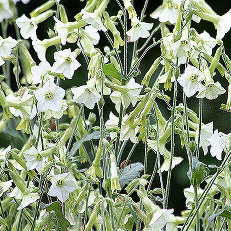 Flowering Tobacco 'Starlight Dancer'