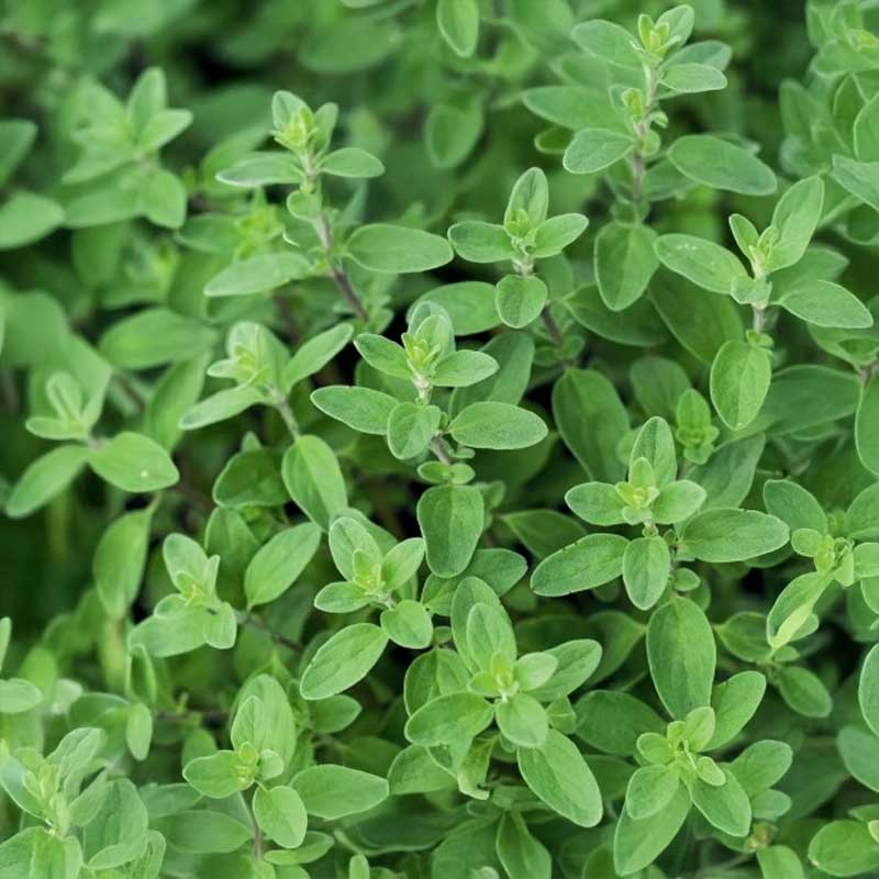 Marjoram