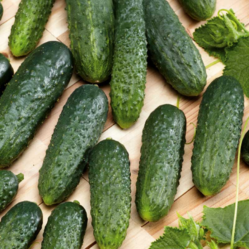 Cucumber 'Sonate' F1