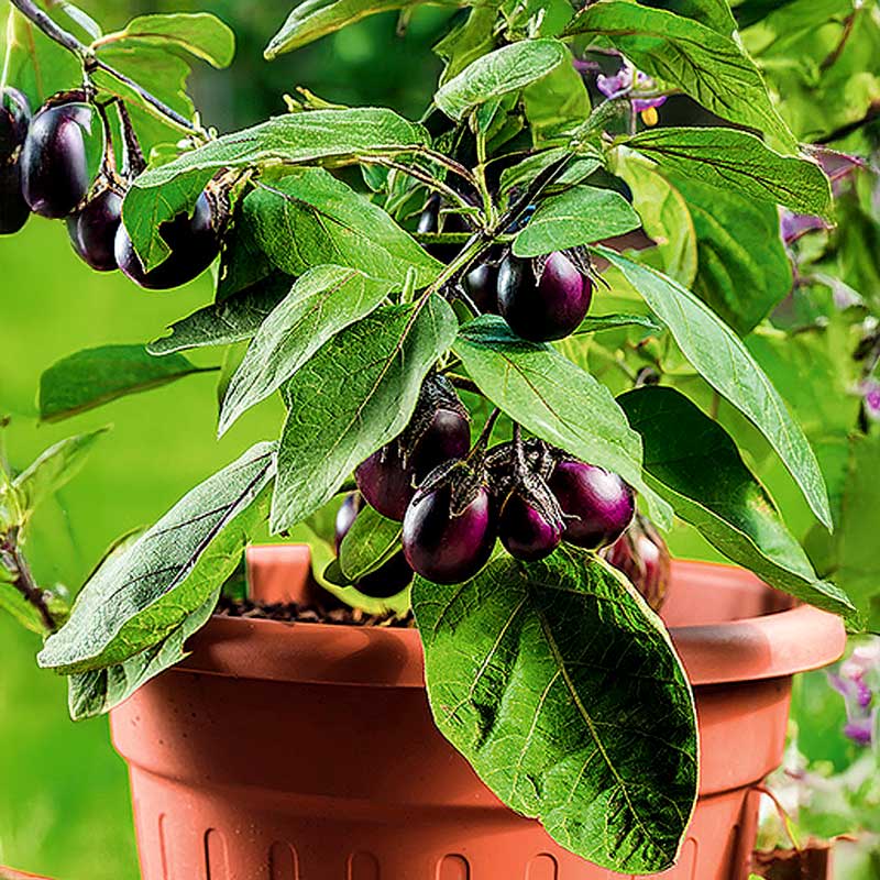 Eggplant 'Patio baby' h