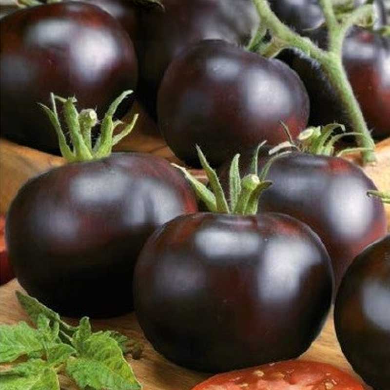 Tomato 'Blackball'