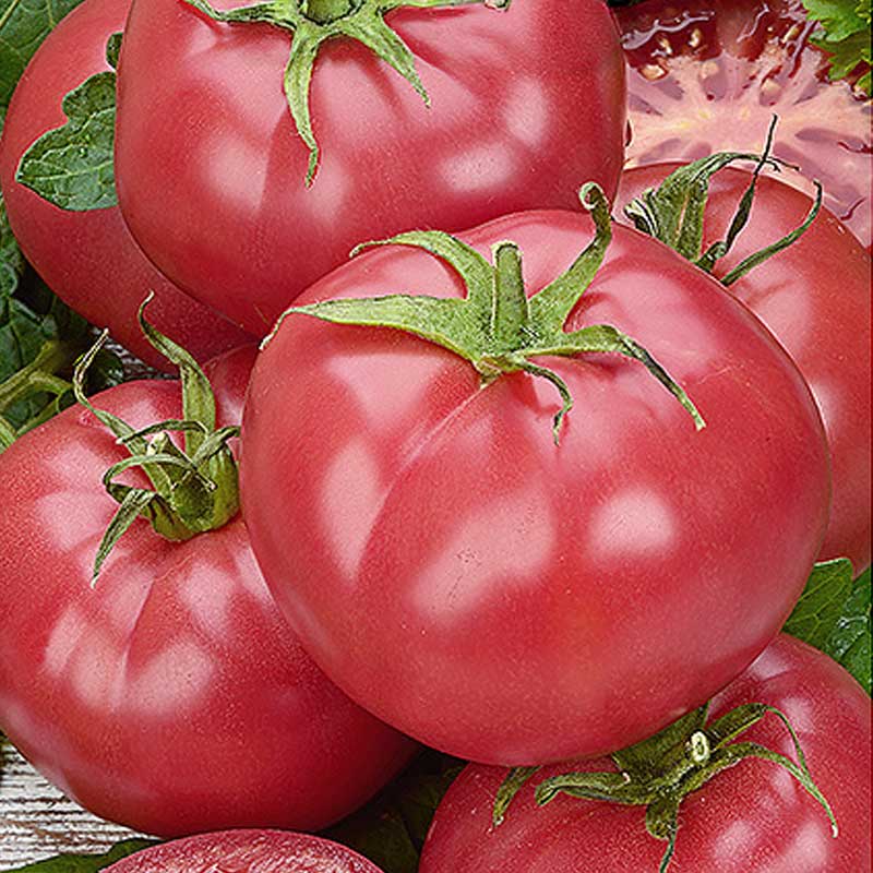 Tomato 'Mama rosa' H