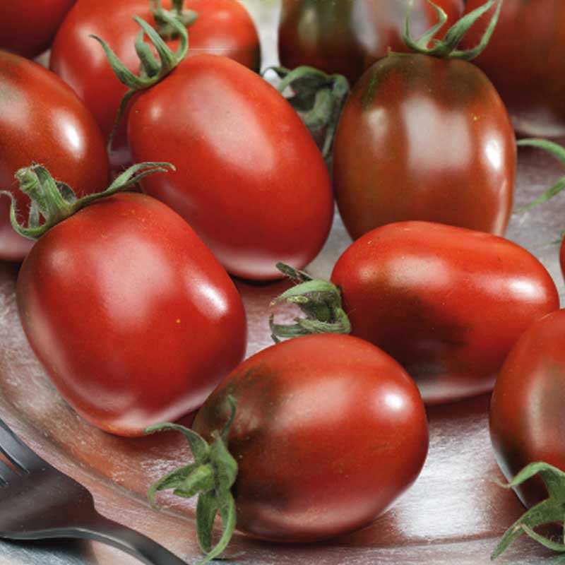 Tomato 'Prune Noire'