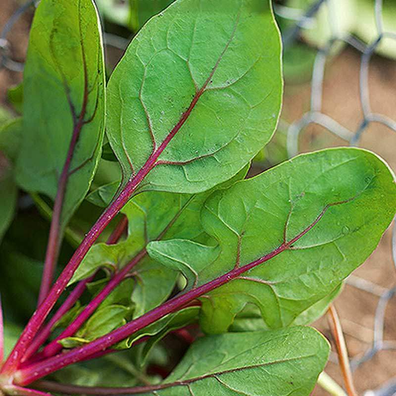 Spinach 'Red Tabby' F1