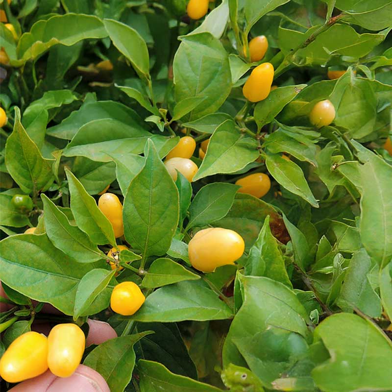 Chili Pepper 'Vulcan'