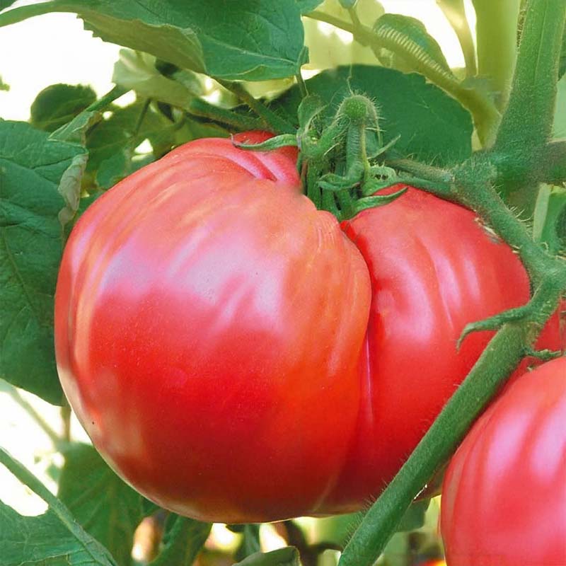 Beefsteak Tomato 'Ciccio'