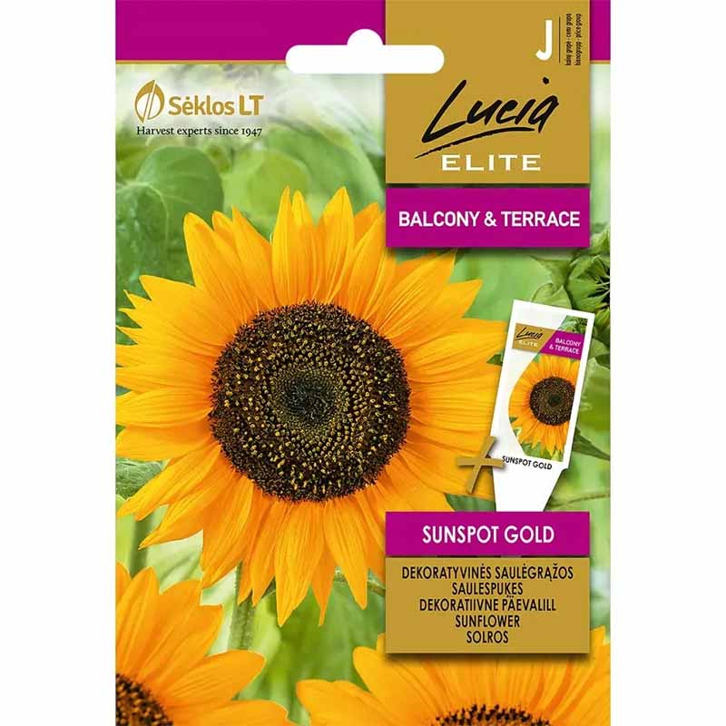Sunflower 'Sunspot gold'
