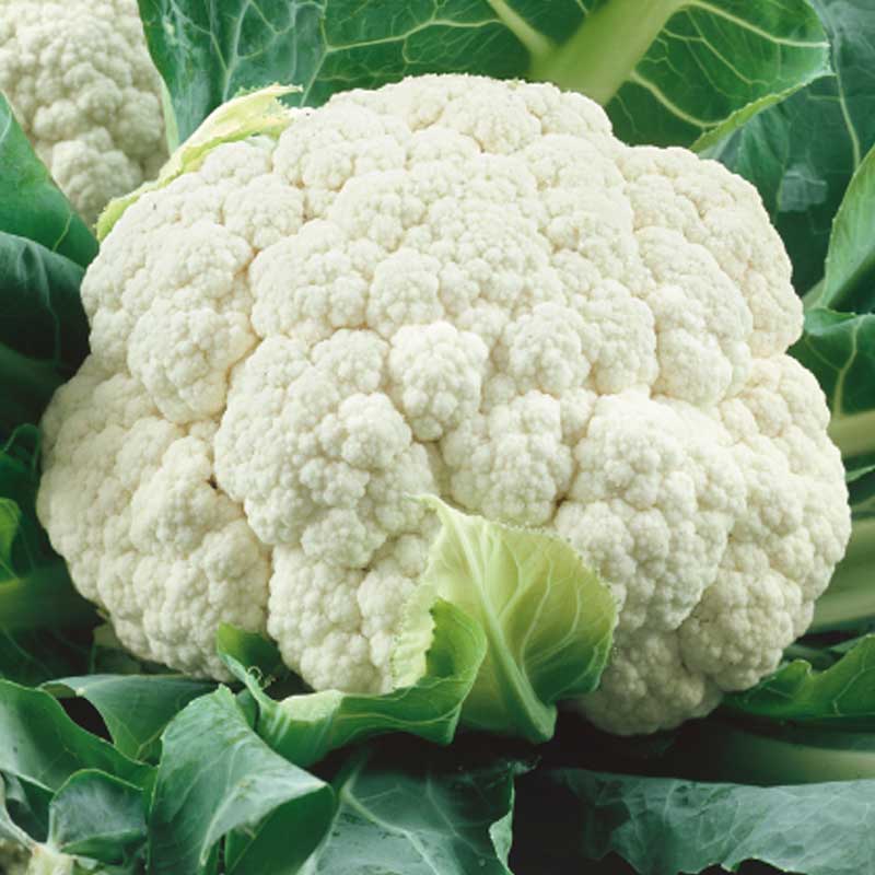 Cauliflower 'Casper' H
