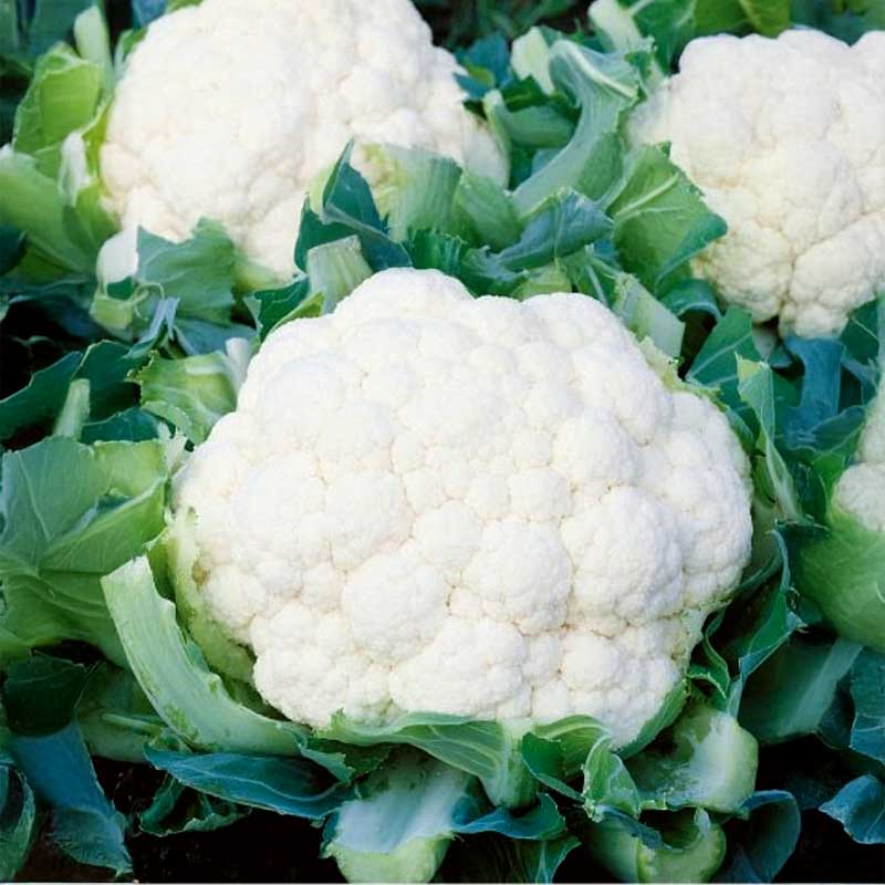 Cauliflower 'Neckarperle'