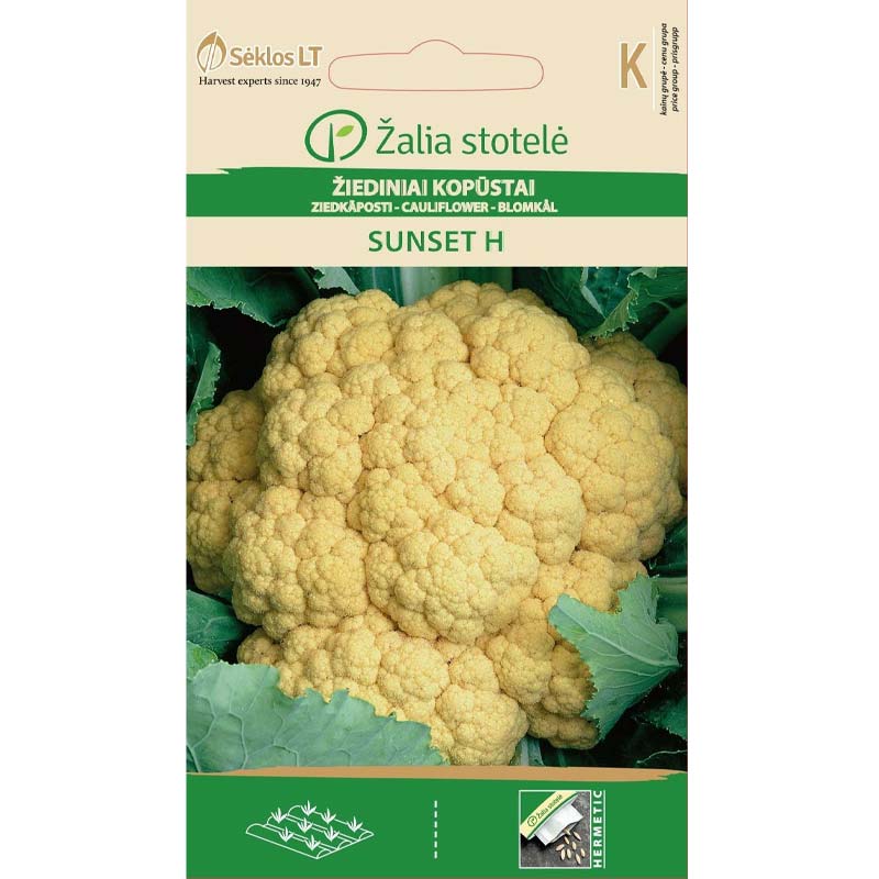 Cauliflower 'Sunset' H