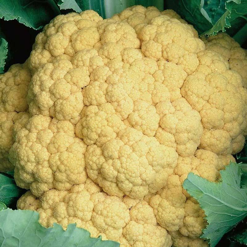 Cauliflower 'Sunset' H