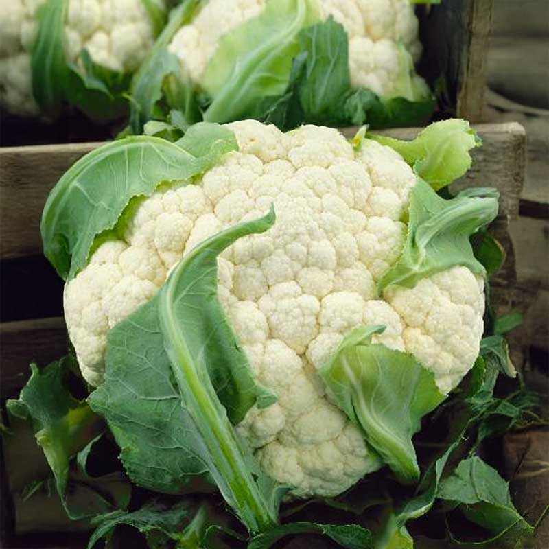 Cauliflower 'Freedom' H