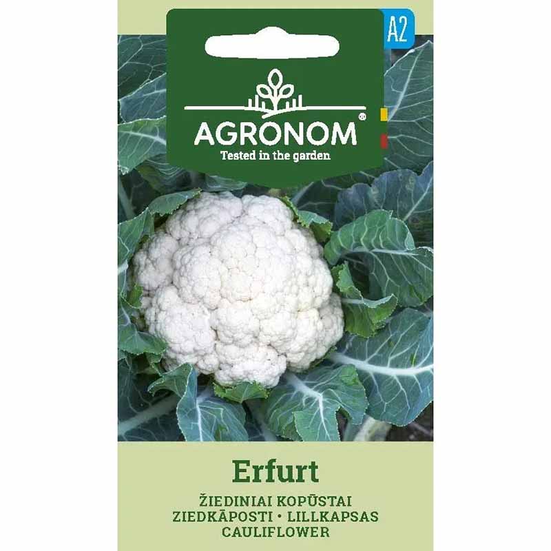 Cauliflower 'Erfurt'