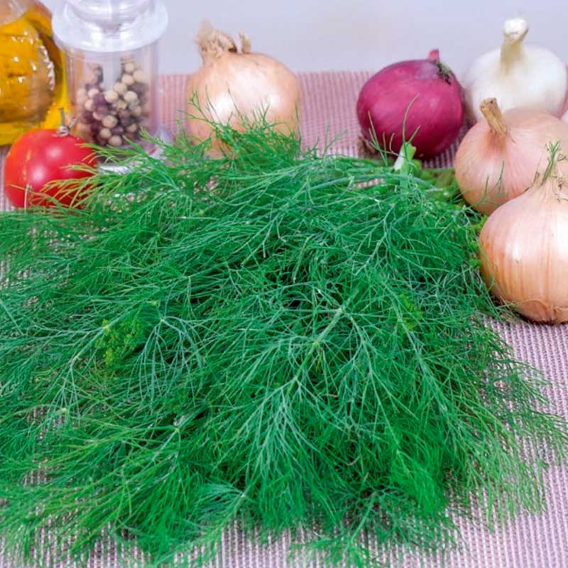 Dill 'Superdukat'